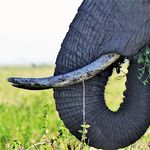 Elephants eating on the river's edge